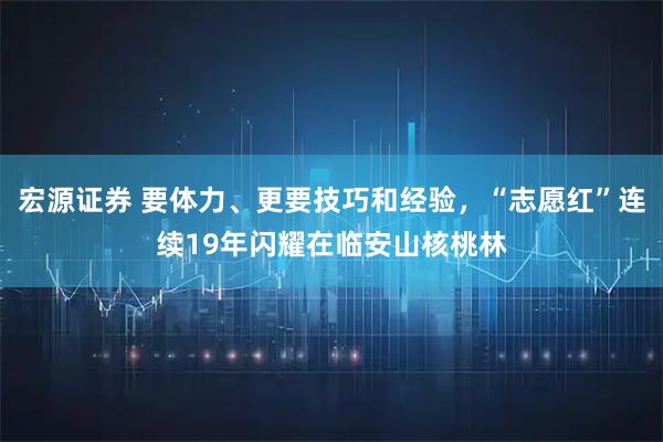 宏源证券 要体力、更要技巧和经验，“志愿红”连续19年闪耀在临安山核桃林