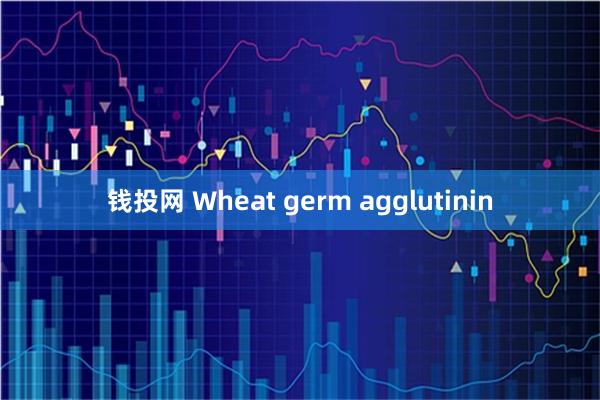 钱投网 Wheat germ agglutinin